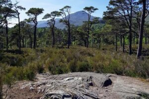 Alternative Loch Ness Tour by Secret Highlands - Corrimony Chambered Cairn: 4,000 years at a glance