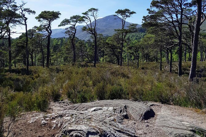Alternative Loch Ness Tour by Secret Highlands - Corrimony Chambered Cairn: 4,000 years at a glance