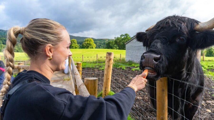 From Inverness: Cawdor Castle, Clava Cairns & The Cairngorms - Castle Roy and Murdo the Coo: the hairy Highland cow moment you came for