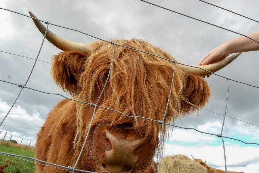 From Inverness: Isle of Skye and Fairy Pools Day Trip - A quick Isle of Skye break: short sights, smart photos