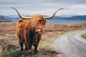 Inverness: Applecross, Loch Carron & the Wild Highlands - Shieldaig and Kinlochewe on the return: small villages, big road atmosphere