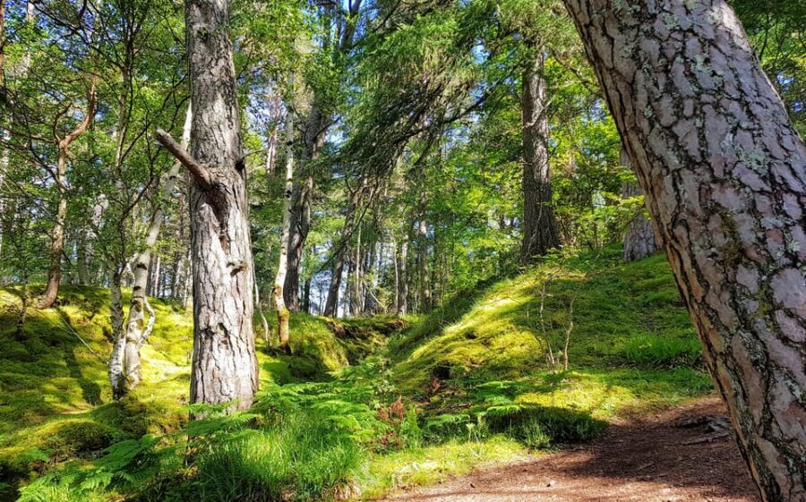 Inverness: Private Secret Hike to the Shores of Loch Ness - North Loch Ness and Dores Beach: Pebbles, Views, and the Great Glen Fault