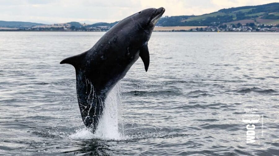 Inverness: Wildlife Watching Cruise to Chanonry Point - Under Kessock Bridge to the Inverness Firth: What You’ll Be Watching For