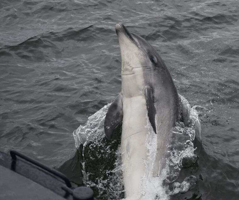 Inverness: Wildlife Watching Cruise to Chanonry Point - Onboard Experts and Folklore: Why the Commentary Changes the Cruise