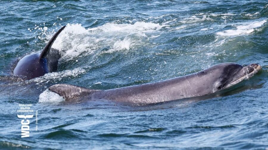 Inverness: Wildlife Watching Cruise to Chanonry Point - QR Codes on Board: Small Self-Guided Extras That Extend the Trip