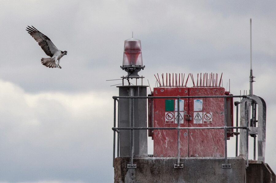 Inverness: Wildlife Watching Cruise to Chanonry Point - Price and Value: Is $47 a Good Deal for Dolphin Watching?