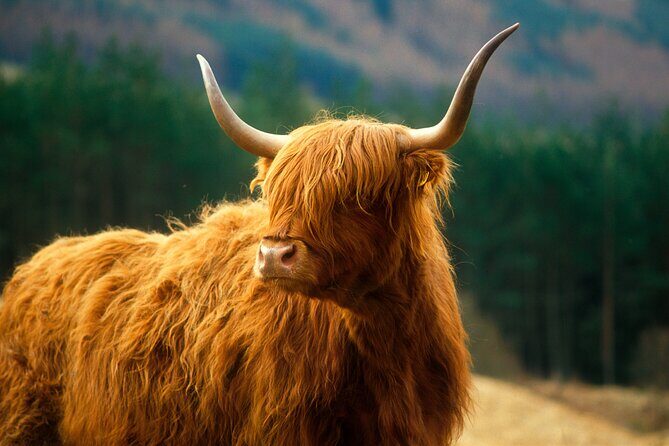 Isle of Skye Full Day Private Tour from Inverness - Portree iCentre lunch stop: an hour to reset