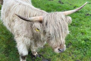 Isle Of Skye Tour Including Fairy Glen Quiraing and Kilt rock - Pickup, mobile ticket, and private-group comfort