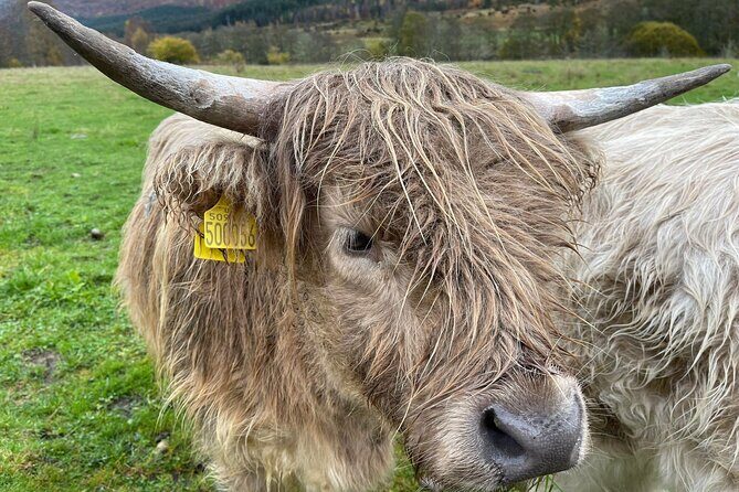 Isle Of Skye Tour Including Fairy Glen Quiraing and Kilt rock - Urquhart Castle in 10 minutes: a photo stop that sets the tone