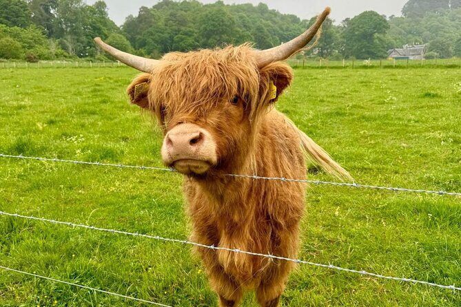 Loch Ness, Culloden, Clava and whisky/gin tour from Inverness. - Why this Inverness half-day makes sense
