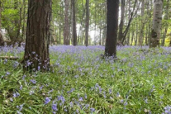 Loch Ness, Culloden, Clava and whisky/gin tour from Inverness. - Culloden Battlefield walk: Jacobites, consequences, and a slower pace