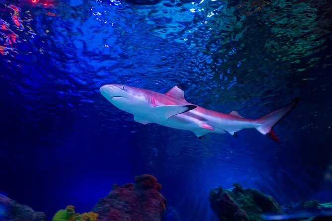 SEA LIFE Loch Lomond General Admission Ticket - Ocean Tank: Scotland’s shark collection and the 13:30 feeding rhythm