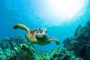 SEA LIFE Loch Lomond General Admission Ticket - Ticket tech and gate reality: mobile ticket tips
